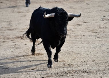 boğa İspanyol boğa koşusu