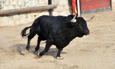 boğa İspanyol boğa koşusu