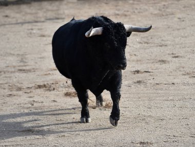 boğa İspanyol boğa koşusu