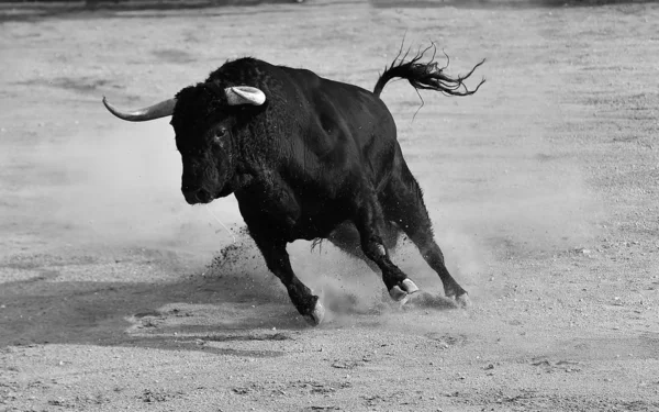 Býk Běžící Španělském Býčích — Stock fotografie