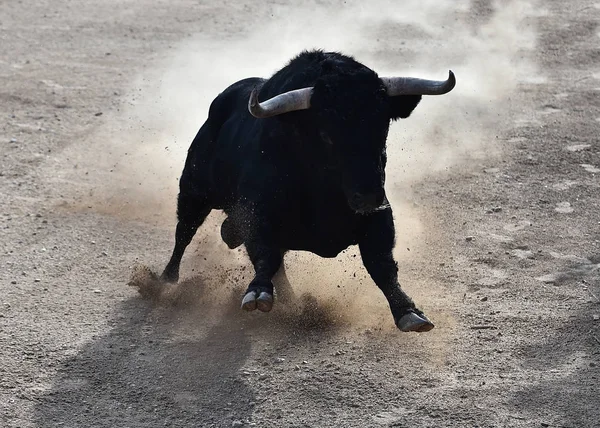 Der Stier Läuft Der Spanischen Stierkampfarena — Stockfoto