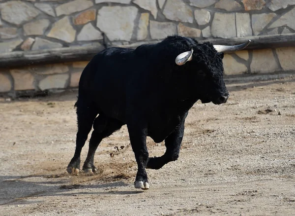 Bull Running Spanish Bullring — Stock Photo, Image
