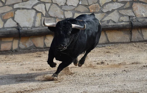 boğa İspanyol boğa koşusu