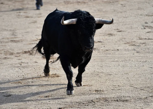 Der Stier Läuft Der Spanischen Stierkampfarena — Stockfoto