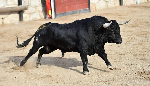 Bika Futó Spanyol Bikaviadal — Stock Fotó