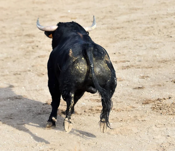 Бик Біжить Іспанському Бику — стокове фото
