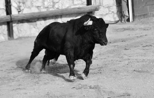 Bika Futó Spanyol Bikaviadal — Stock Fotó