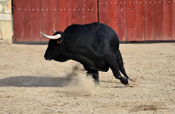 Taureau Qui Court Arène Espagnole — Photo