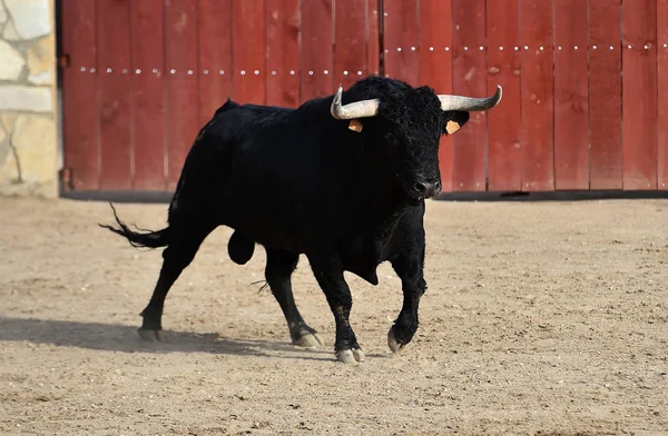 Stier Loopt Spaanse Stierenarena — Stockfoto