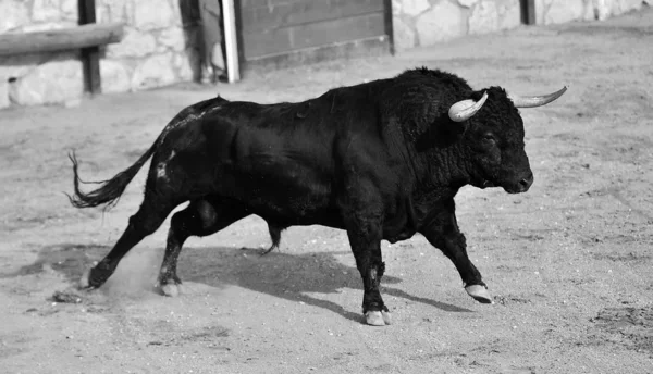 在西班牙斗牛场奔跑的公牛 — 图库照片