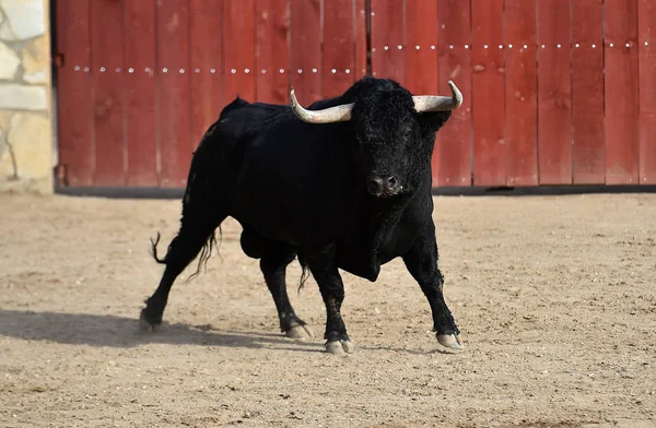 Boğa Spanyol Boğa Koşusu — Stok fotoğraf