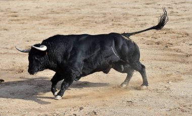 Büyük boynuzlu İspanya siyah boğa