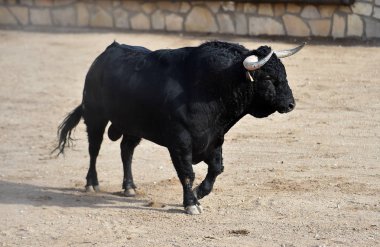 Büyük boynuzlu İspanya siyah boğa