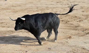 Büyük boynuzlu İspanya siyah boğa