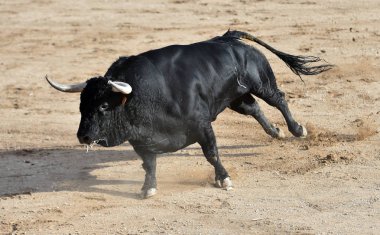Büyük boynuzlu İspanya siyah boğa
