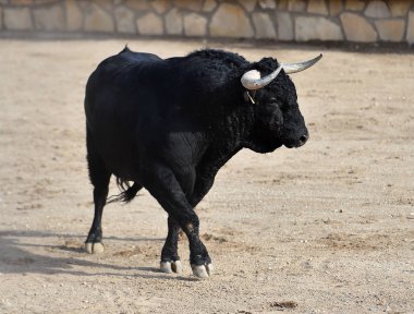 Büyük boynuzlu İspanya siyah boğa