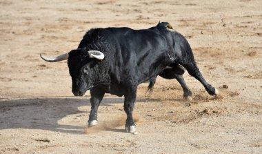 Büyük boynuzlu İspanya siyah boğa