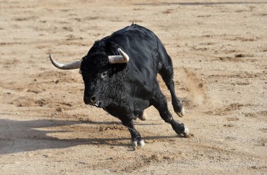 Büyük boynuzlu İspanya siyah boğa