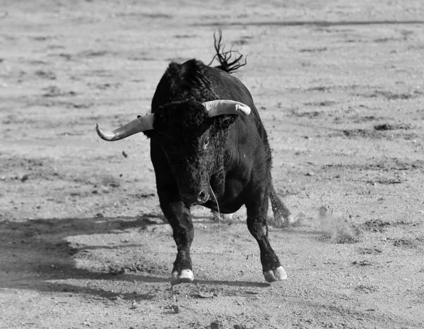 Zwarte Stier Spanje Met Grote Hoorns — Stockfoto