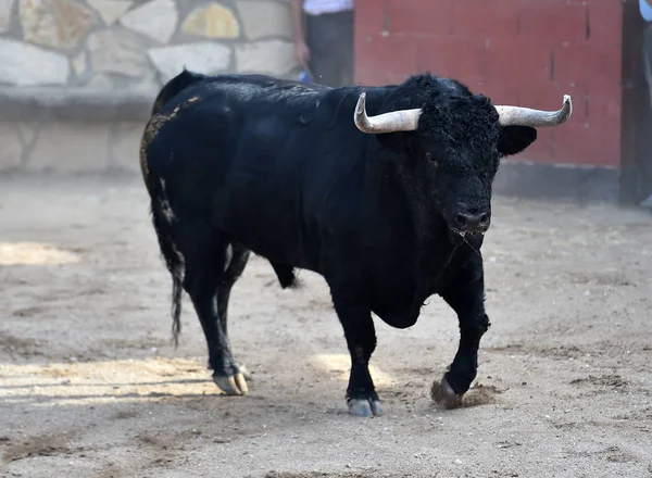 Svart Tjur Spanien Med Stora Horn — Stockfoto