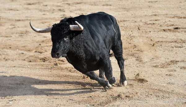 Black Bull Spain Big Horns — Stock Photo, Image