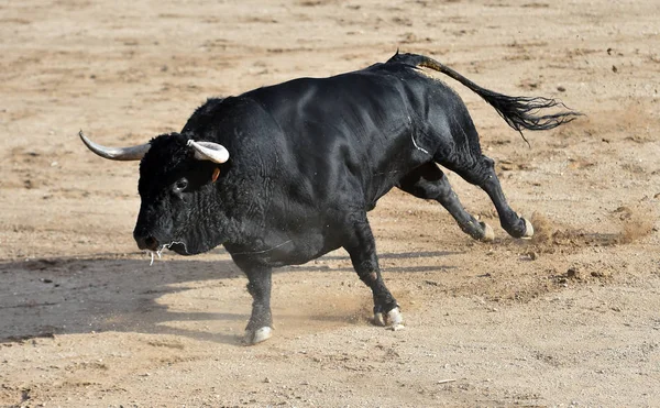 Büyük Boynuzlu Spanya Siyah Boğa — Stok fotoğraf