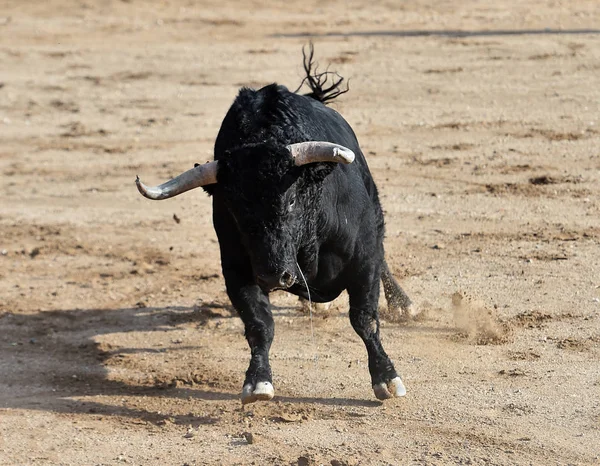 Black Bull Spain Big Horns — Stock Photo, Image