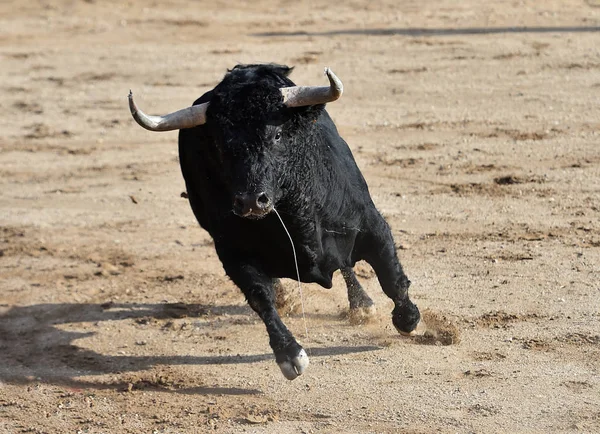 Taureau Noir Espagne Avec Grandes Cornes — Photo