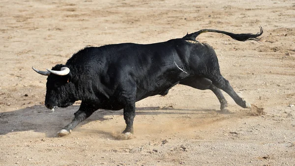 Μαύρο Ταύρο Στην Ισπανία Μεγάλα Κέρατα — Φωτογραφία Αρχείου