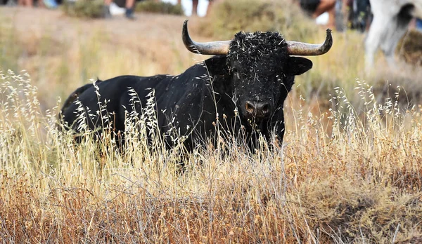 Svart Tjur Spanien Med Stora Horn — Stockfoto