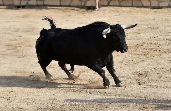 Taureau Noir Espagne Avec Grandes Cornes — Photo