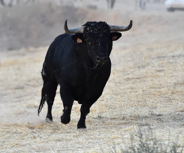 Toro Negro España Con Cuernos Grandes — Foto de Stock