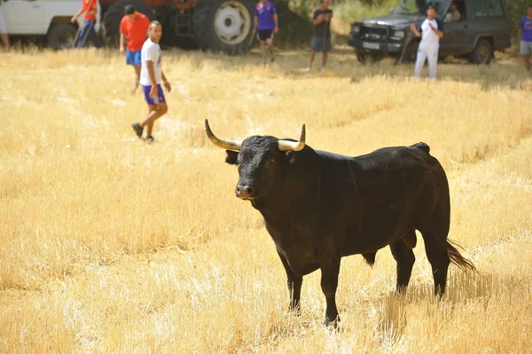 Spanska Tjuren Med Stora Horn Spanien — Stockfoto