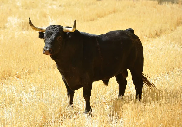 Toro Español Con Cuernos Grandes España —  Fotos de Stock
