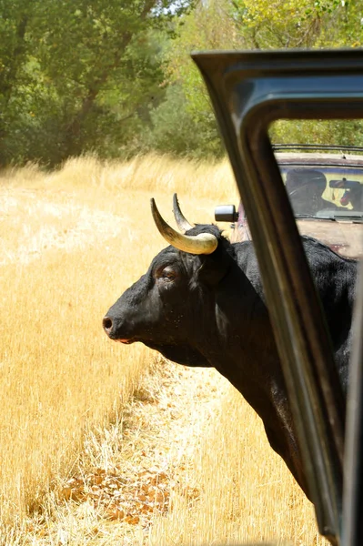 长着大角在西班牙西班牙公牛 — 图库照片