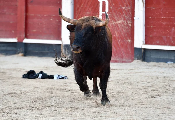 伝統的な光景で闘牛で実行されているスペインの黒い雄牛 — ストック写真