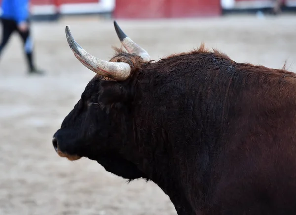 Black bull in spain running in the bullring in traditional spectacle