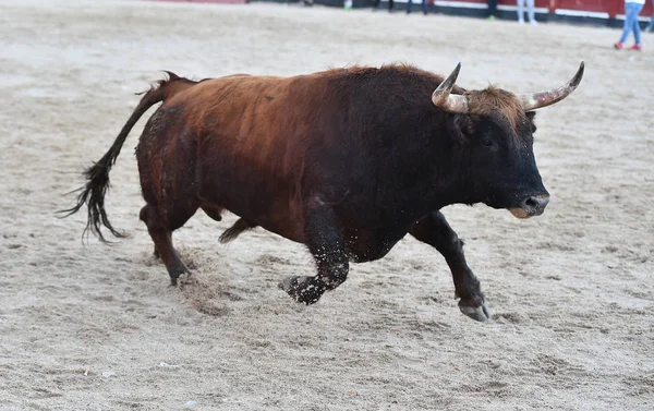 Black Bull Espanha Correndo Praça Touros Espetáculo Tradicional — Fotografia de Stock