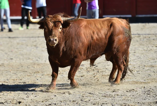 Toro Negro España Corriendo Plaza Toros Espectáculo Tradicional —  Fotos de Stock