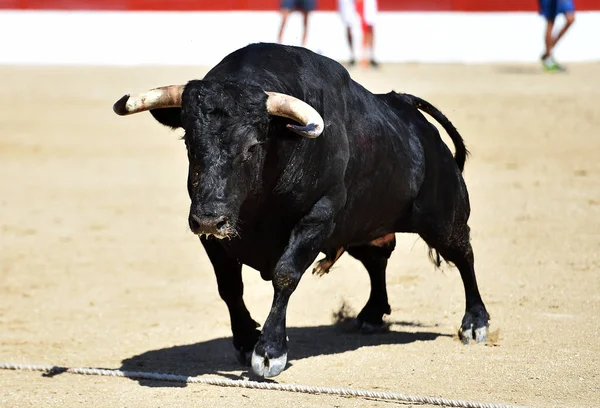 Toro Negro España Corriendo Plaza Toros Espectáculo Tradicional —  Fotos de Stock