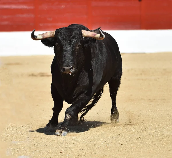 伝統的な光景で闘牛で実行されているスペインの黒い雄牛 — ストック写真