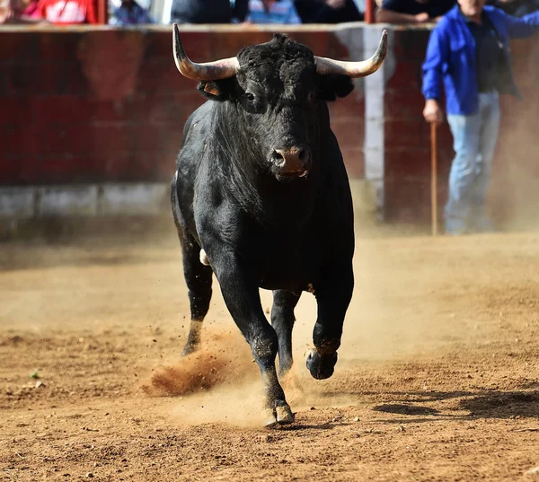 spanish bull running in the bullring in traditional spectacle on spain