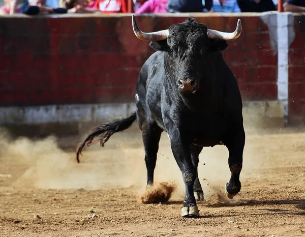 Toro Español Corriendo Plaza Toros Espectáculo Tradicional España —  Fotos de Stock