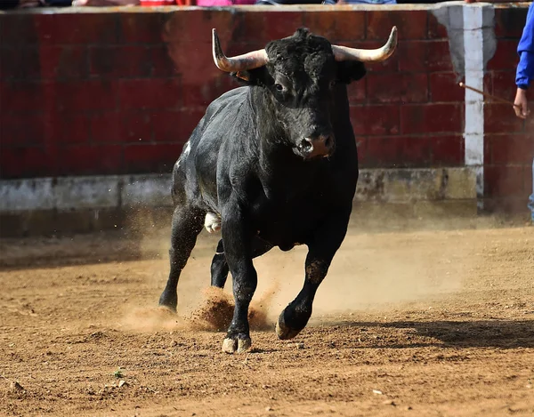 Spanish Bull Running Bullring Traditional Spectacle Spain — Stock Photo, Image