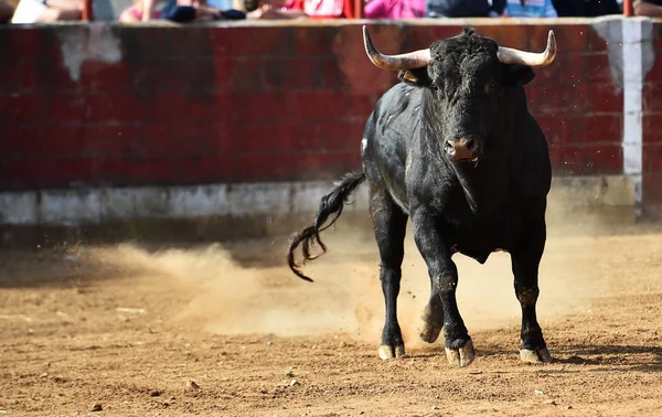 Spansk Tjur Körs Tjurfäktningsarenan Traditionell Spektakel Spanien — Stockfoto