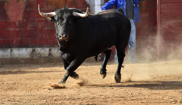 Toro Spagnolo Che Corre Nell Arena Spettacolo Tradizionale Sulla Spagna — Foto Stock