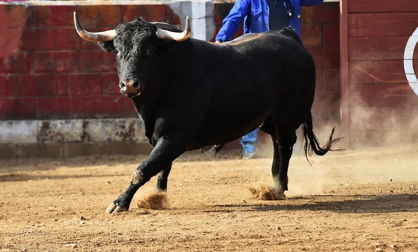 spanish bull running in the bullring in traditional spectacle on spain