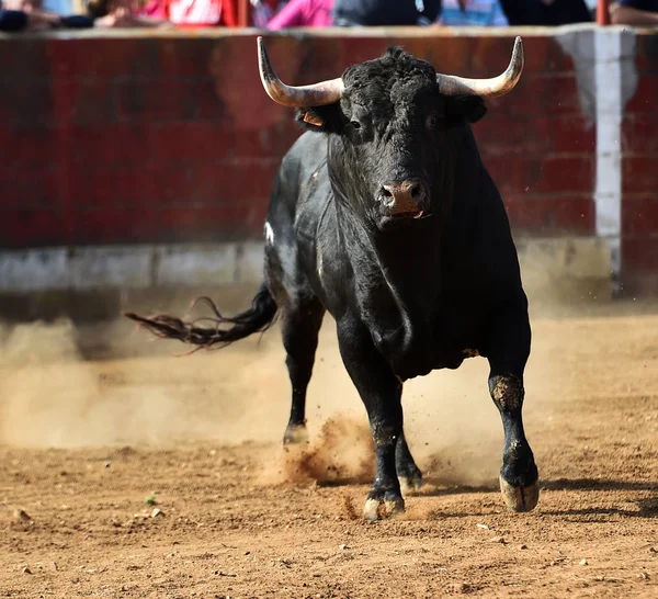 スペインの伝統的な光景で闘牛で実行されているスペインの雄牛 — ストック写真