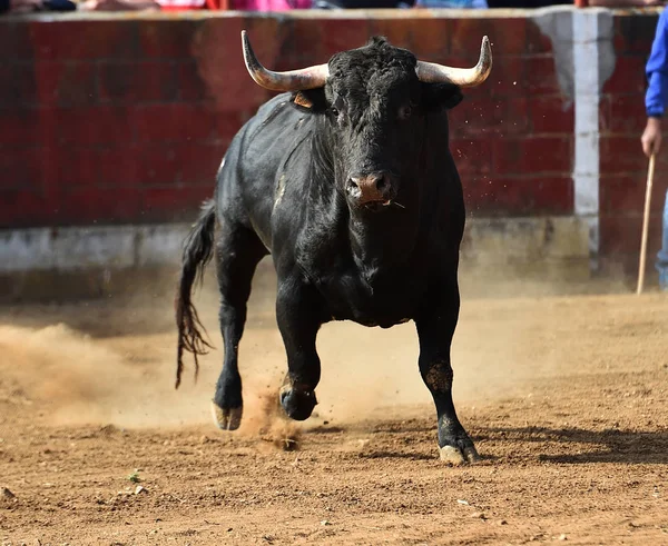 Іспанська Бичка Біжить Бику Традиційному Видовищі Іспанії — стокове фото