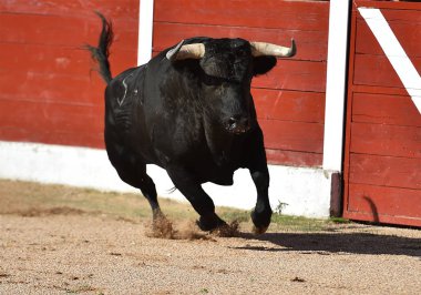 İspanya'da cesur boğa geleneksel bir gösteri de boğa koşusu